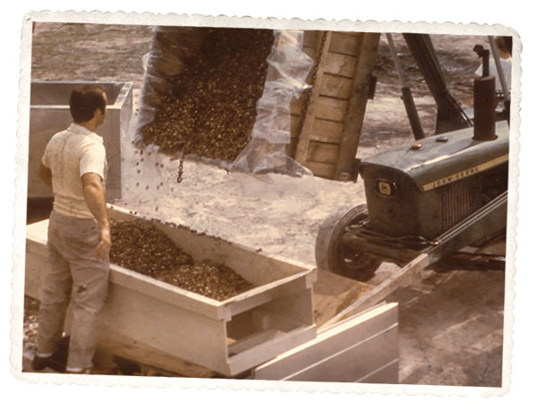 David Sr. Fussell inspects an early grape harvest.